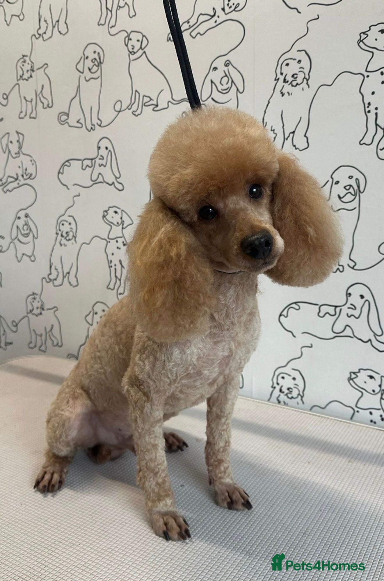 Toy Poodle dogs 💙Stunning KC Toy Poodle Stud 💙 - Advert 1