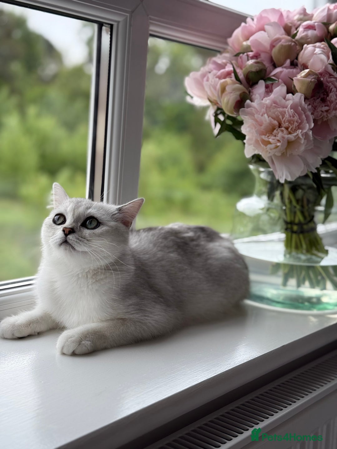 British Shorthair cats for sale: British Shorthair & Scottish Fold Kittens for Sale - Image 6
