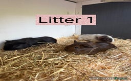Guinea Pig rodents for sale: Beautiful baby guinea pigs  - Image 2
