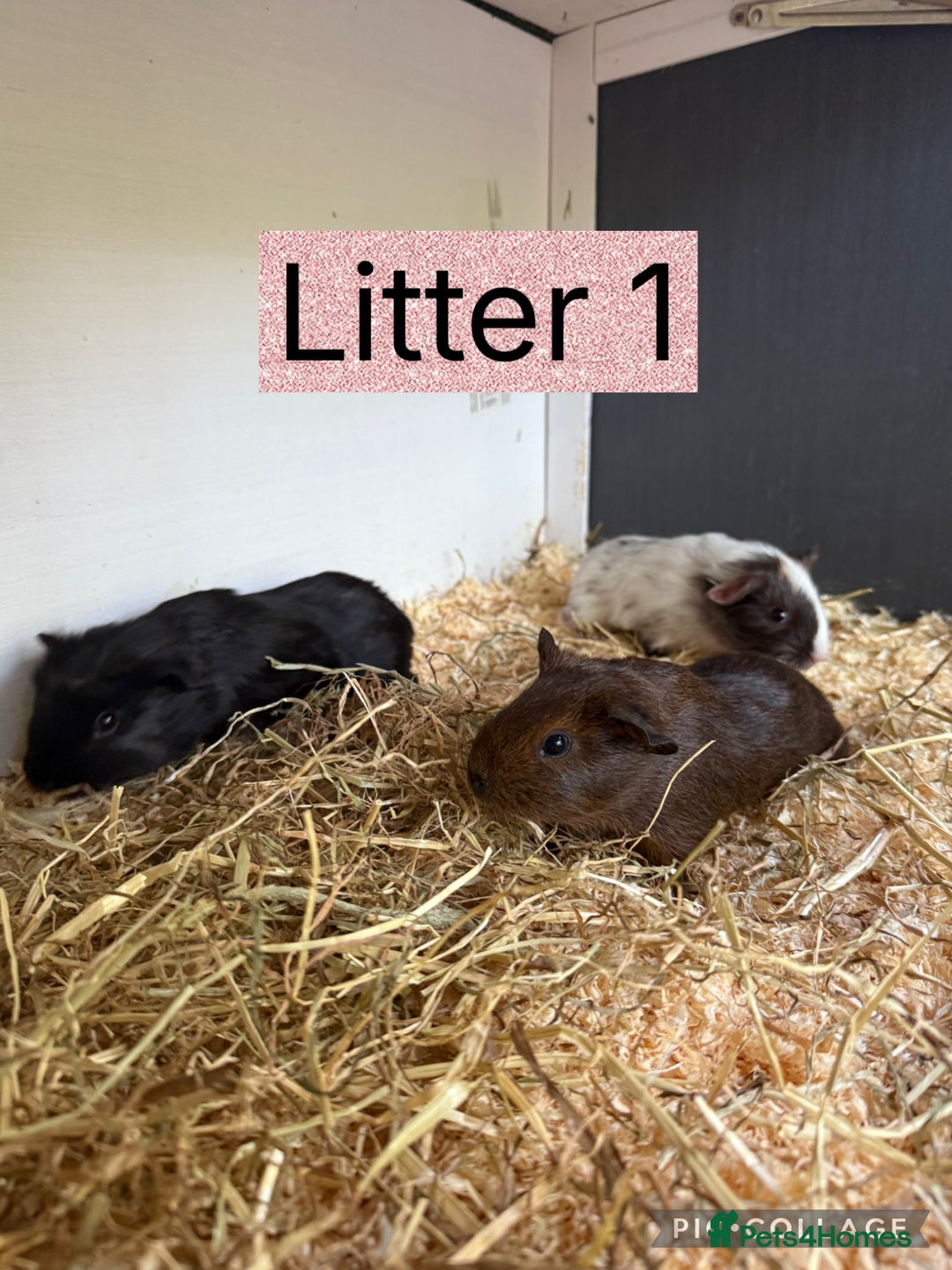 Guinea Pig rodents for sale: Beautiful baby guinea pigs  - Image 2