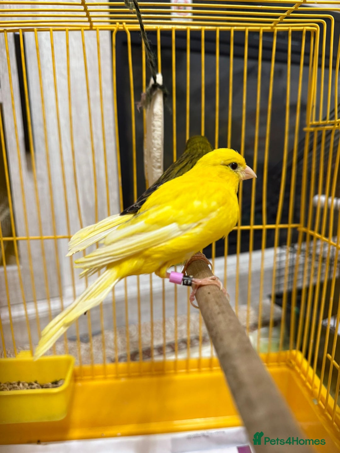 Lovebirds birds for sale: Male  - Advert 5