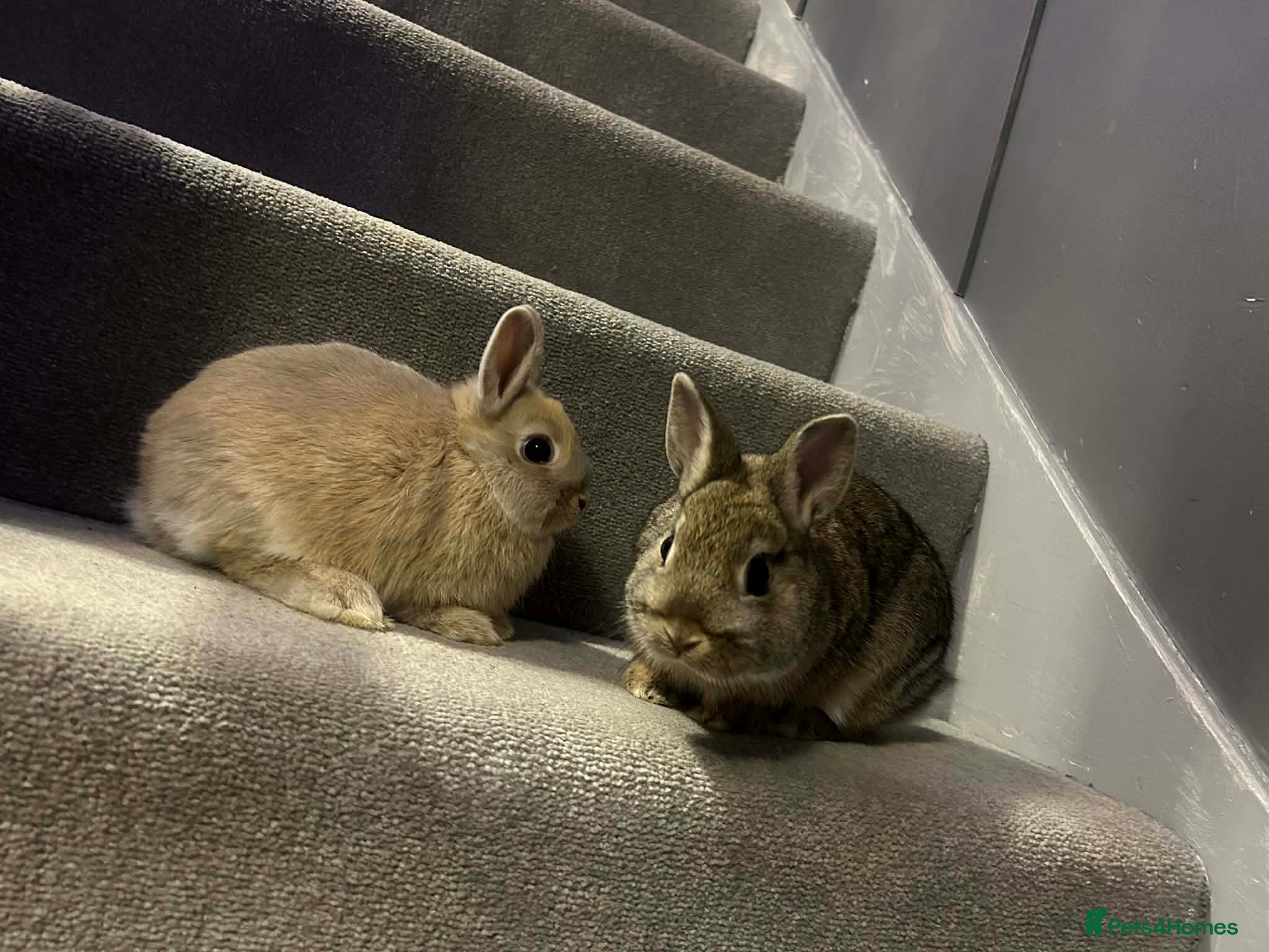 Netherland Dwarf rabbits Neverland self baby bunnies - Advert 1