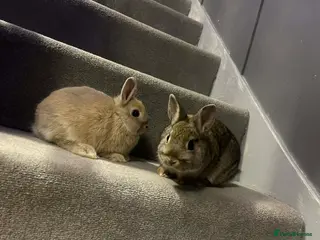 Netherland Dwarf rabbits Neverland self baby bunnies - Advert 1