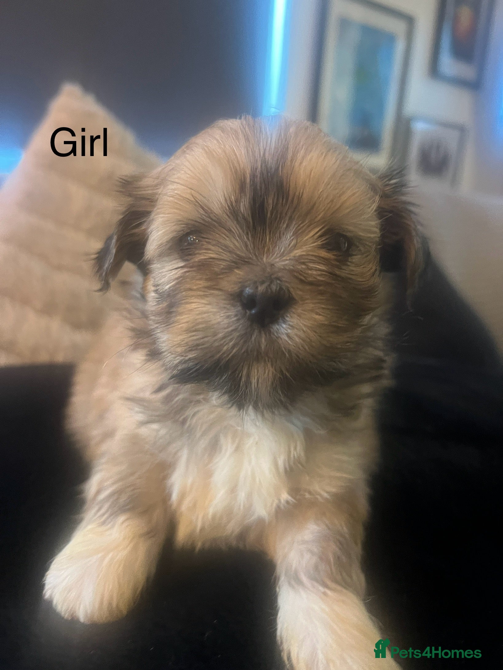 Lhasa Apso dogs KC Registered Lhasa Apso Puppies For Sale - Advert 15
