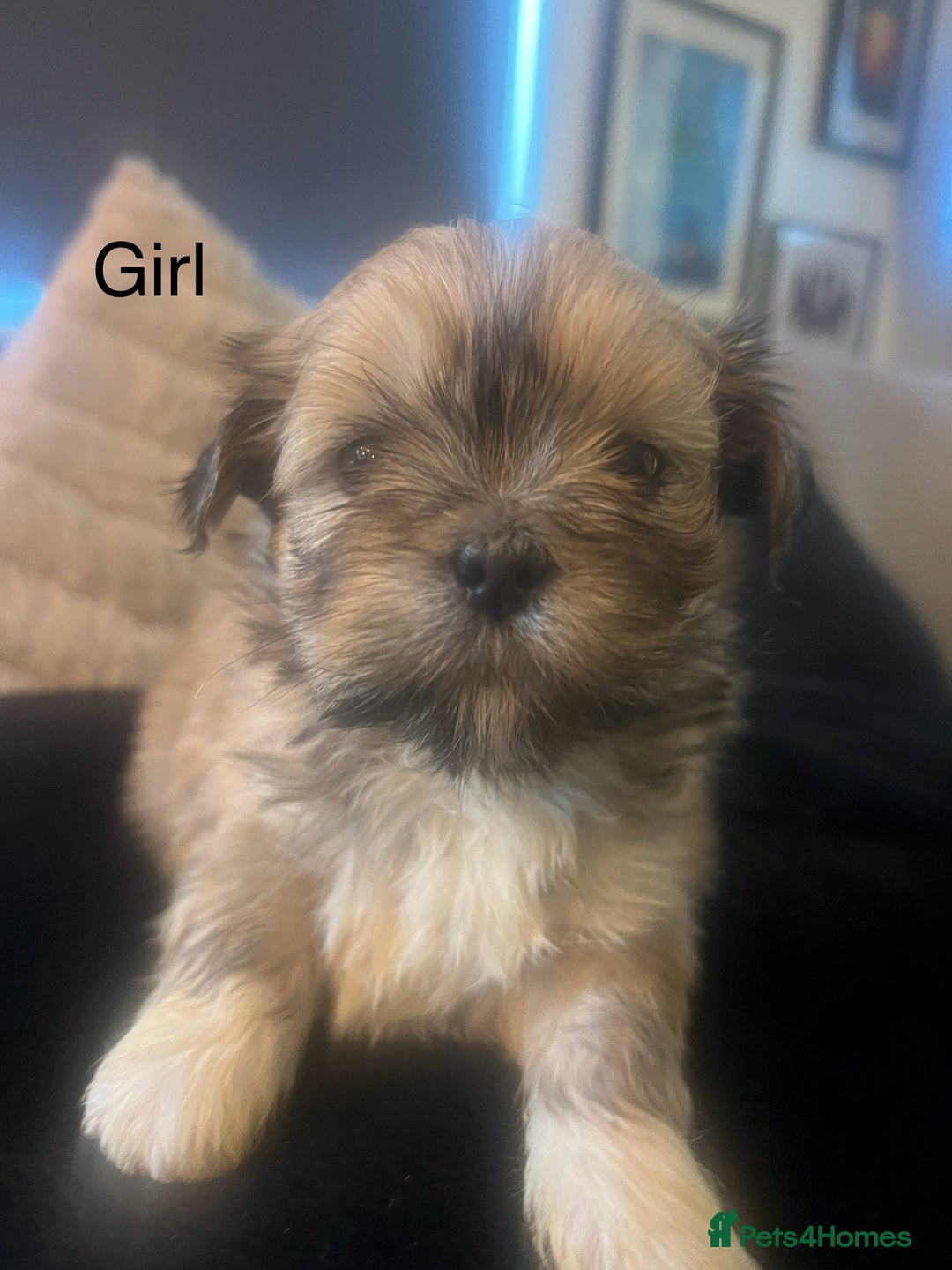 Lhasa Apso dogs for sale: KC Registered Lhasa Apso Puppies For Sale - Advert 1