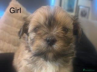 Lhasa Apso dogs KC Registered Lhasa Apso Puppies For Sale - Advert 13