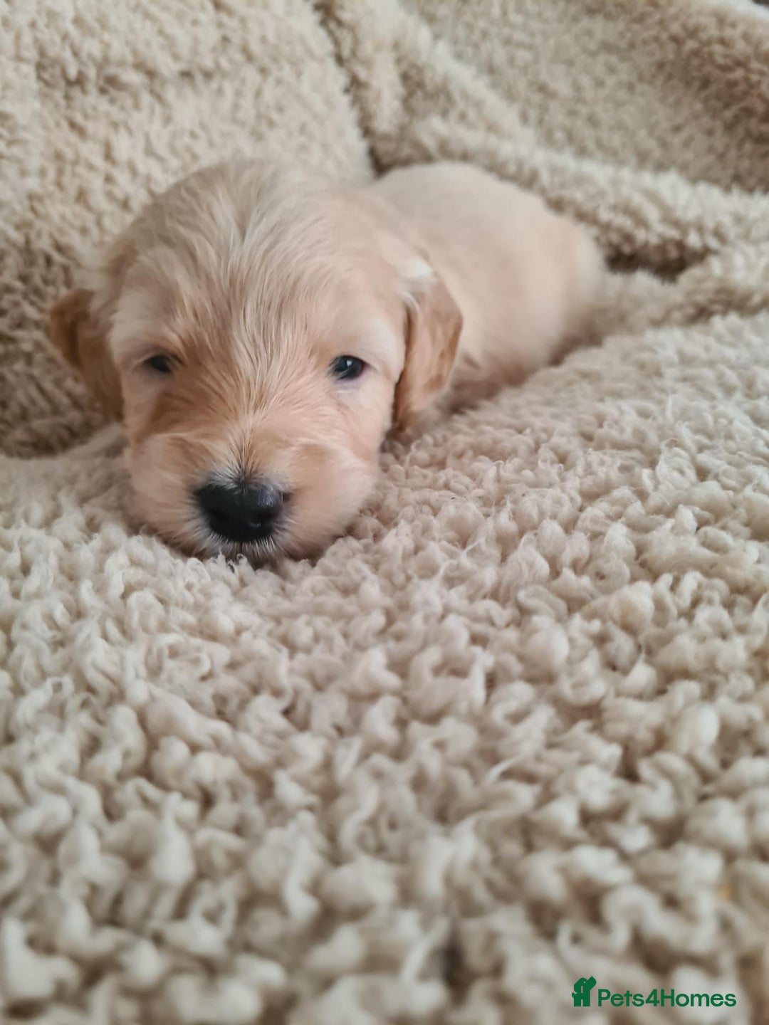 Labradoodle dogs for sale: Rare Roan Ebony Tiny/Mini Labradoodlese Puppies  - Image 7