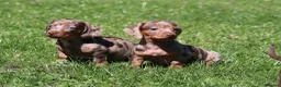 Miniature Dachshund dogs for sale: Ready now! Miniature dachshund puppies  - Advert 5