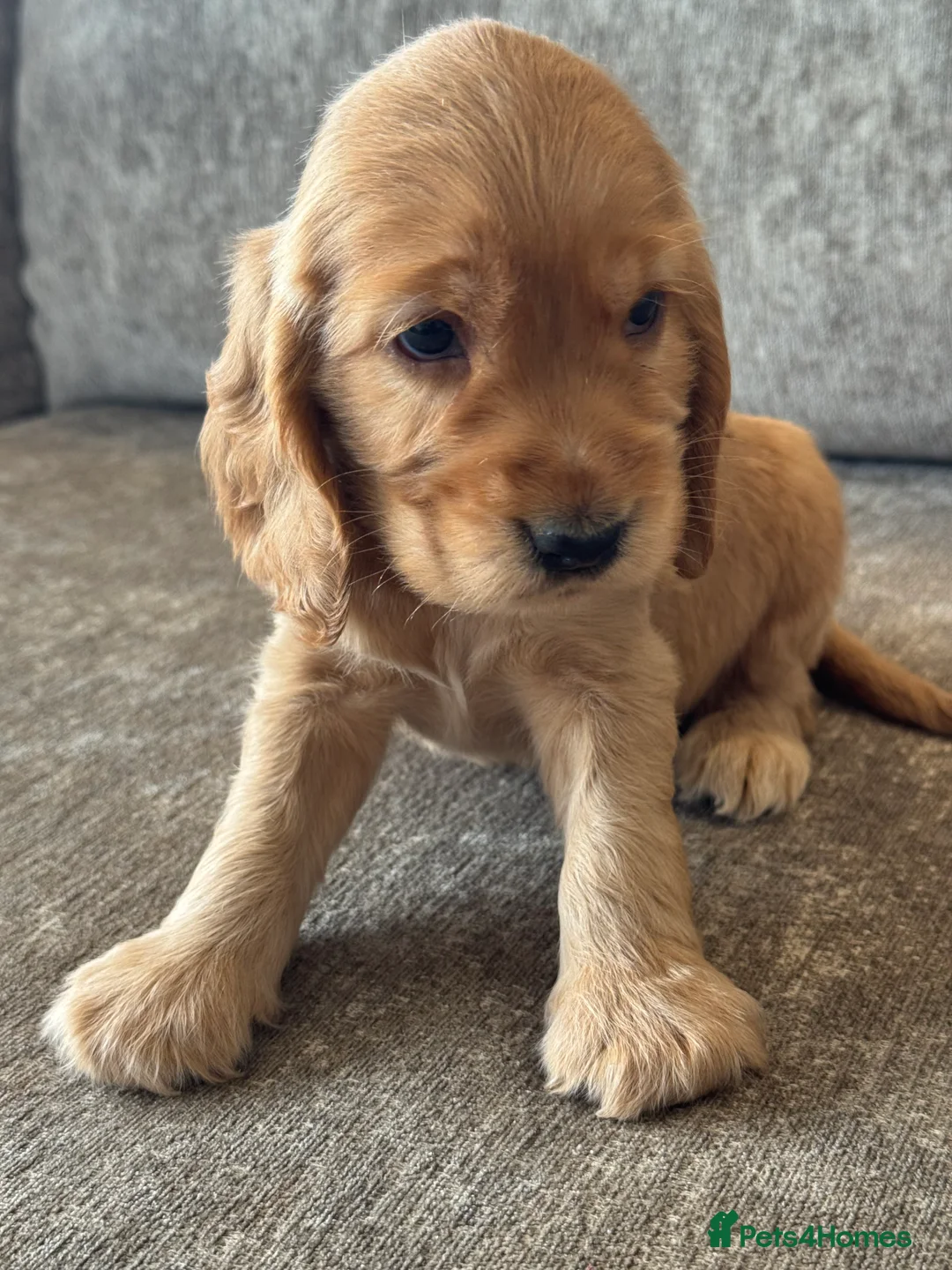 Cocker Spaniel dogs for sale: 🐶100% TRUE SHOW🐶TYPE KC REGISTERD🐶 - Advert 20