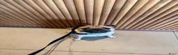 Pug dogs for sale: Loki  in Manchester - Advert 4