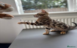 Bengal cats for sale: Ready for homes 3 stunning TICA reg Bengal boys - Image 24