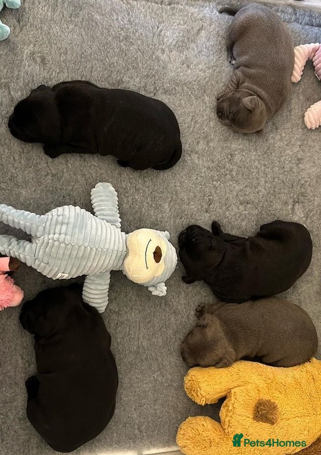 Staffordshire Bull Terrier dogs Beautiful Blue Family raised Staffys Puppies - Advert 7