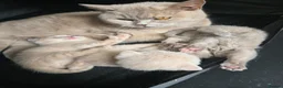 British Shorthair cats for sale: ❤️TICA CHUNKY BABIES❤️ - Advert 7