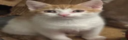 Mixed Breed cats for sale: The Most Adorable Kittens - Advert 36