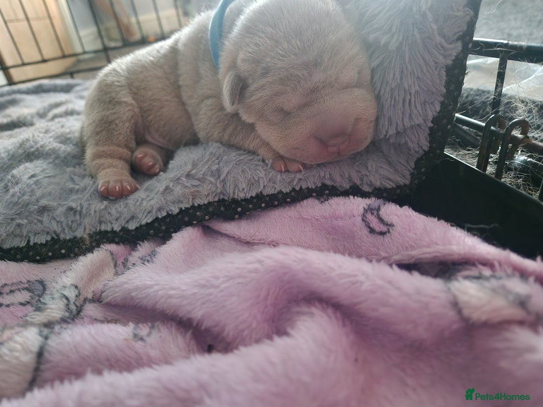 Shar Pei dogs for sale: Male Shar peis - Image 29