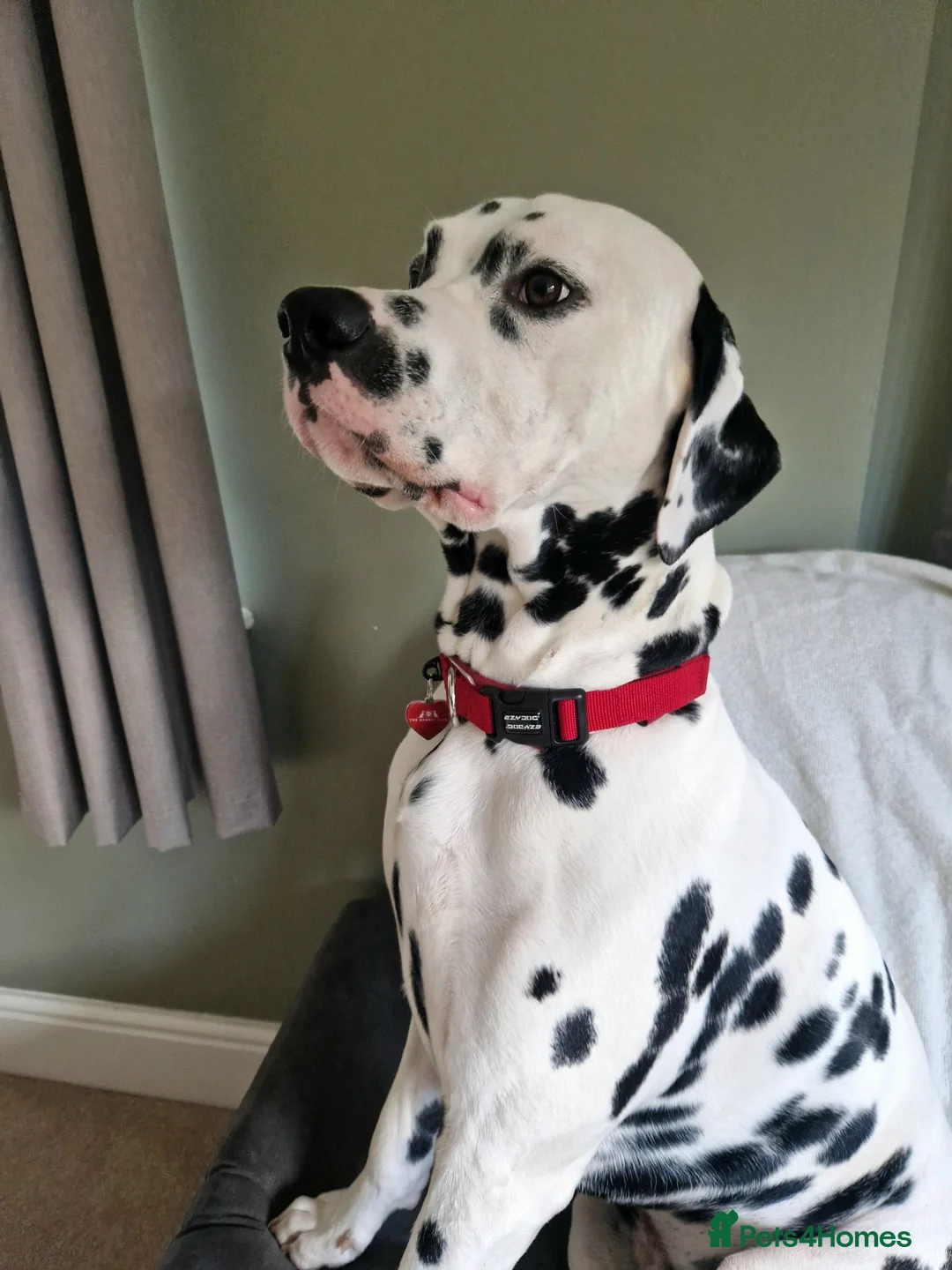 Dalmatian dogs for stud: ❤️Exceptional Proven Dalmatian Stud❤️ - Advert 10