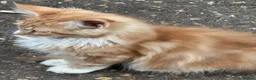 Maine Coon cats for sale: Maine coon x turkish van  in Romford - Advert 6