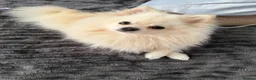 Pomeranian dogs for stud: Gorgeous white Pomeranian for stud  - Advert 14