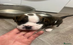 Old Tyme Bulldog dogs for sale: Old tyme bulldogs for sale - Image 6