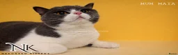 British Shorthair cats for sale: UPDATED PICS - GCCF REG BSH KITTENS - Advert 20