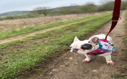 French Bulldog dogs for sale: Gorgeous 9 generation KC French bulldog - Image 4