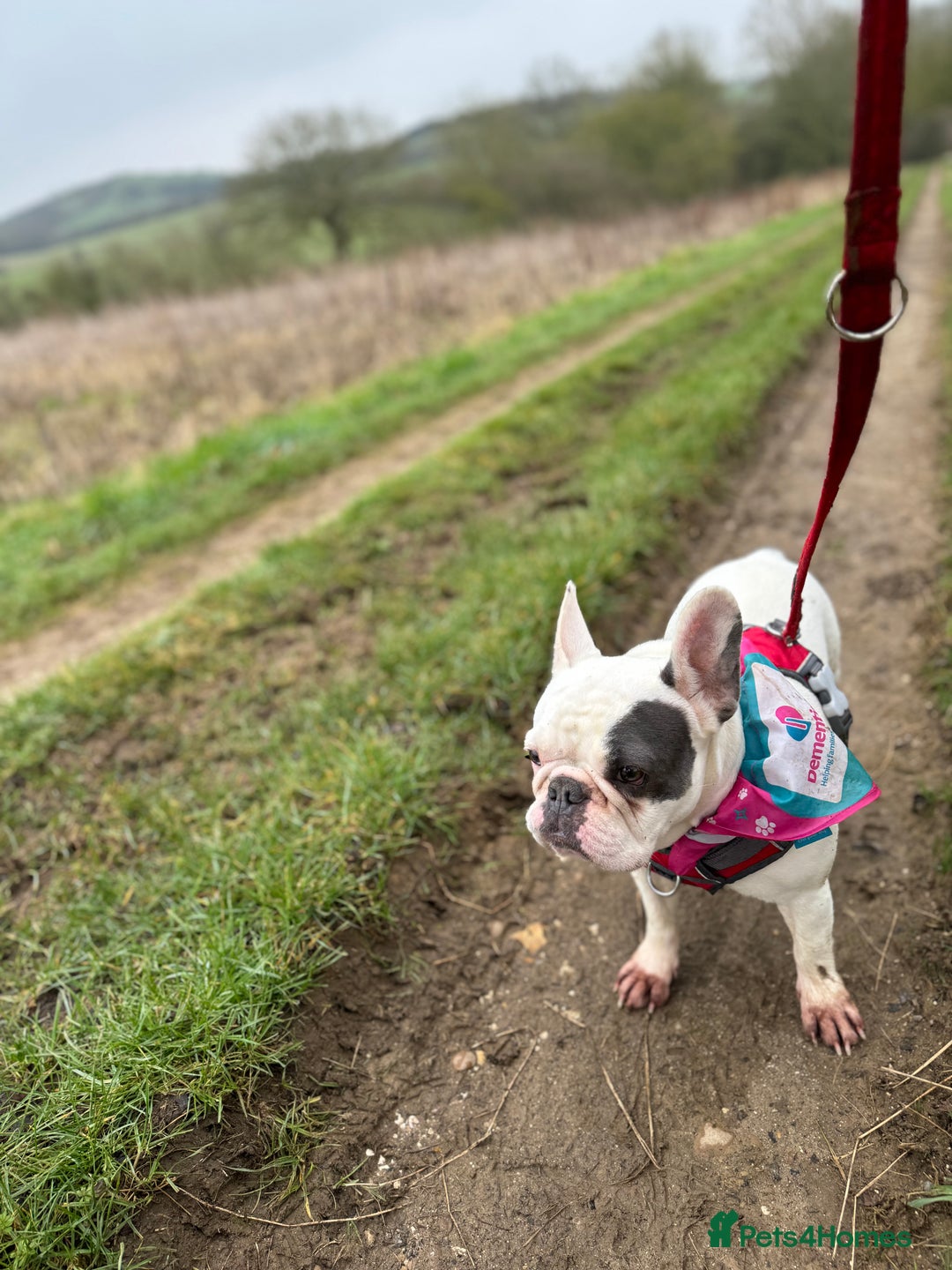 French Bulldog dogs for sale: Gorgeous 9 generation KC French bulldog - Image 4