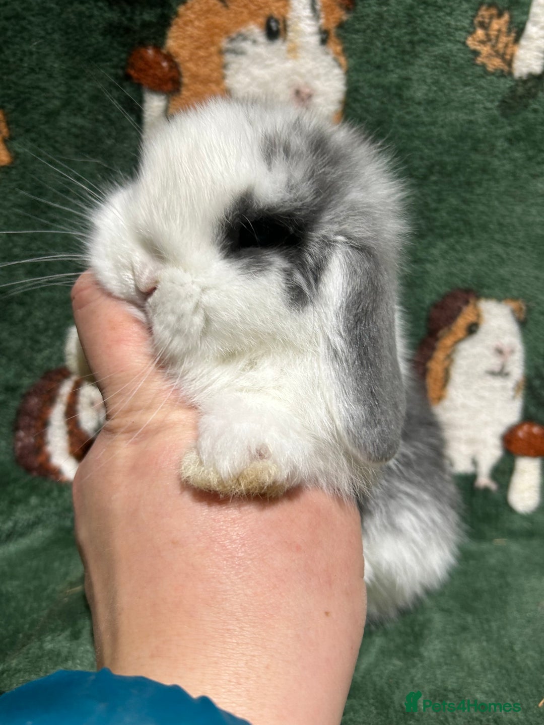 Mini Lop rabbits for sale: Beautiful Baby Mini Lops  - Advert 5