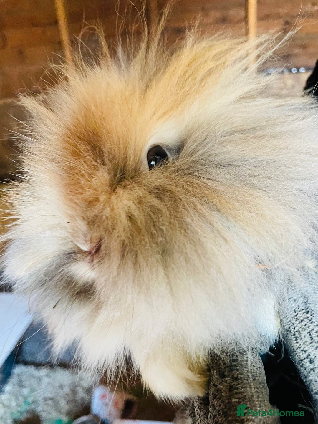 Lionhead rabbits for sale: Beautiful Lion head Baby Bunnies  - Image 12
