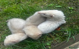Ferret rodents for sale: Baby Ferrets - Image 1