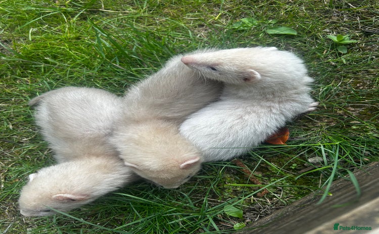 Ferret rodents - Advert 1