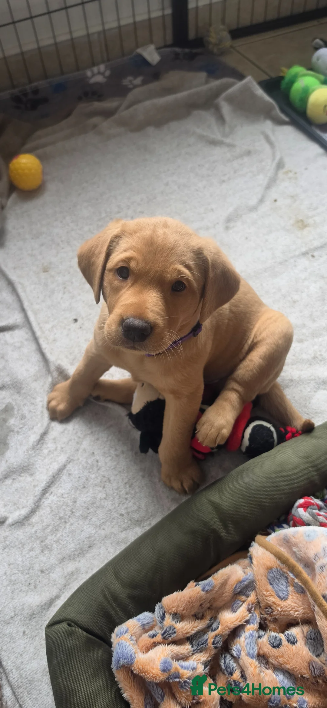 Labrador Retriever dogs for sale: Fox Red Labrador - Advert 2