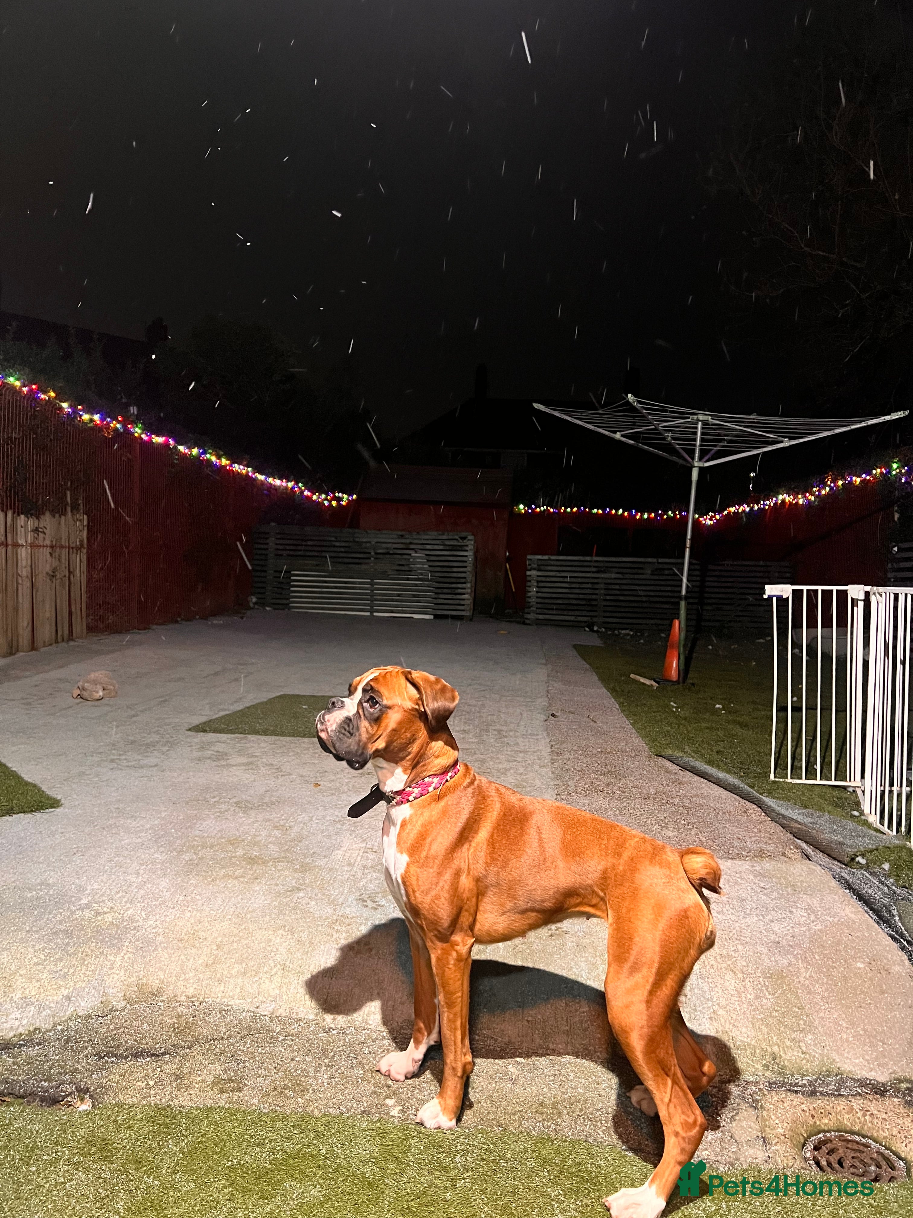 Boxer dogs KC Lovely girl - Advert 6