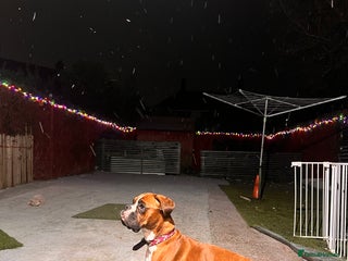 Boxer dogs KC Lovely girl - Advert 2