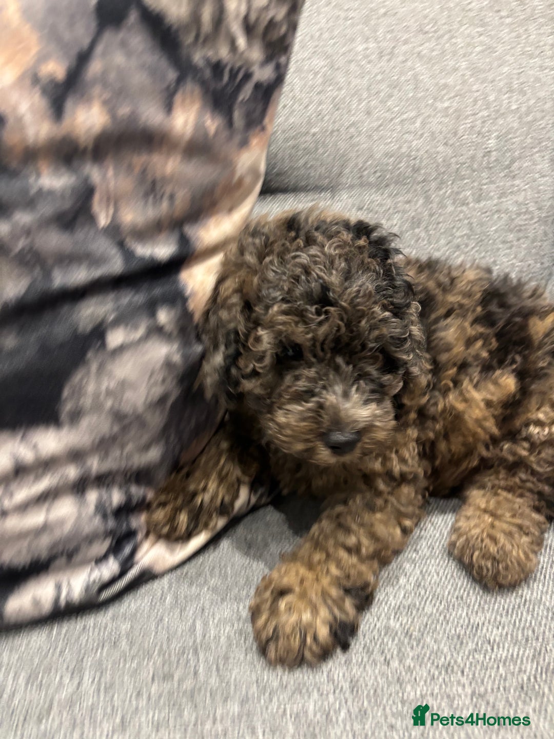 Toy Poodle dogs for sale: One male puppy for sale  - Image 2