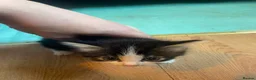 Mixed Breed cats for sale: 7 kitten  in Sheerness - Advert 17