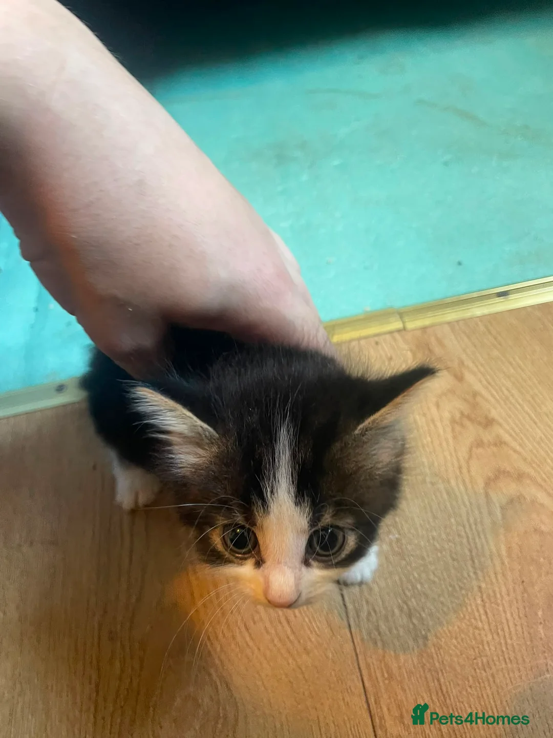 Mixed Breed cats for sale: 7 kitten  in Sheerness - Advert 17