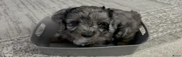 Cavapoo dogs for sale: 4 Beautiful Cavapoo puppies - Advert 6