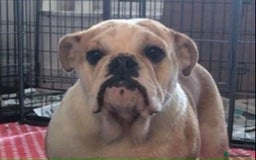 English Bulldog dogs for sale: Beautiful breed standard 7 year old girl  - Image 1