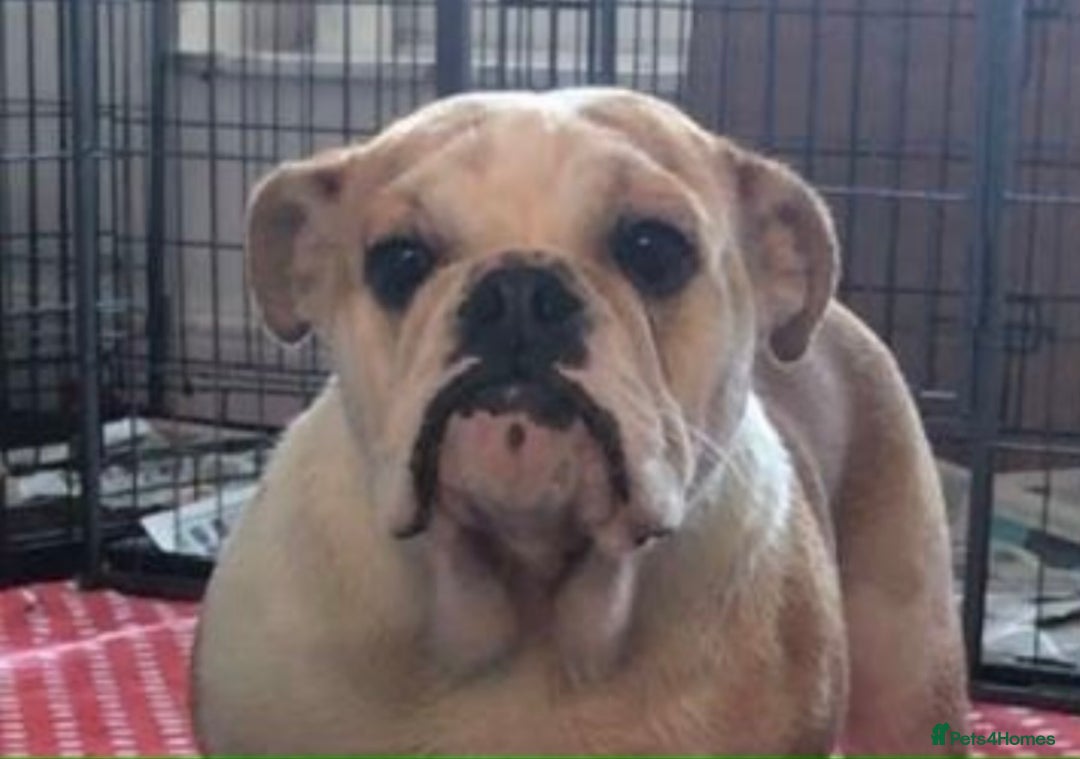 English Bulldog dogs for sale: Beautiful breed standard 7 year old girl  - Image 1