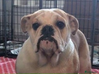 English Bulldog dogs - Advert 33