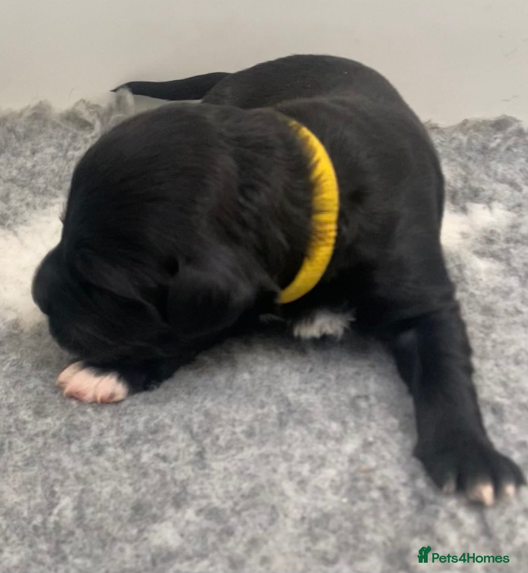 Portuguese Water Dog dogs for sale: Portuguese Water Dog puppies due August - Image 6