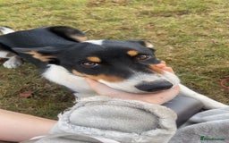 Border Collie dogs for sale: Willow  - Image 6
