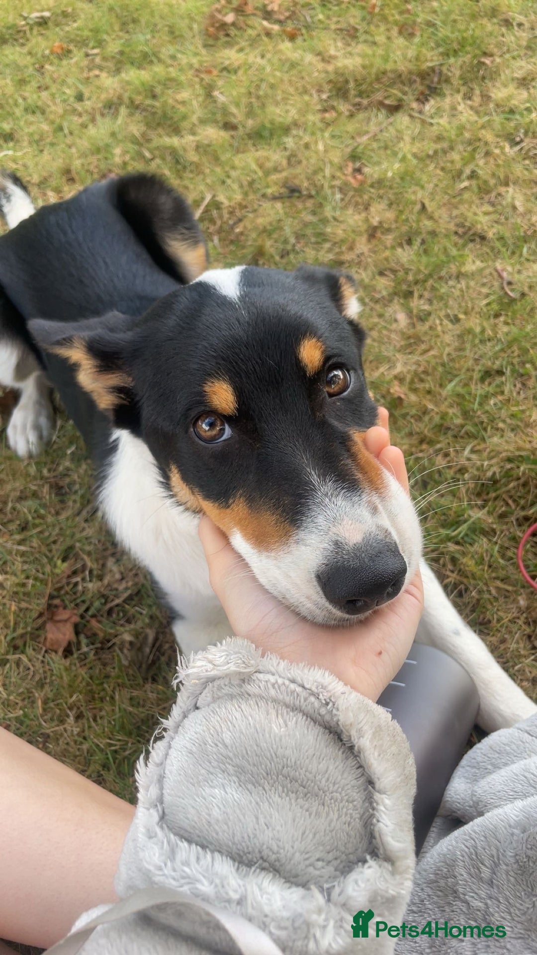 Border Collie dogs for sale: Willow  - Image 6