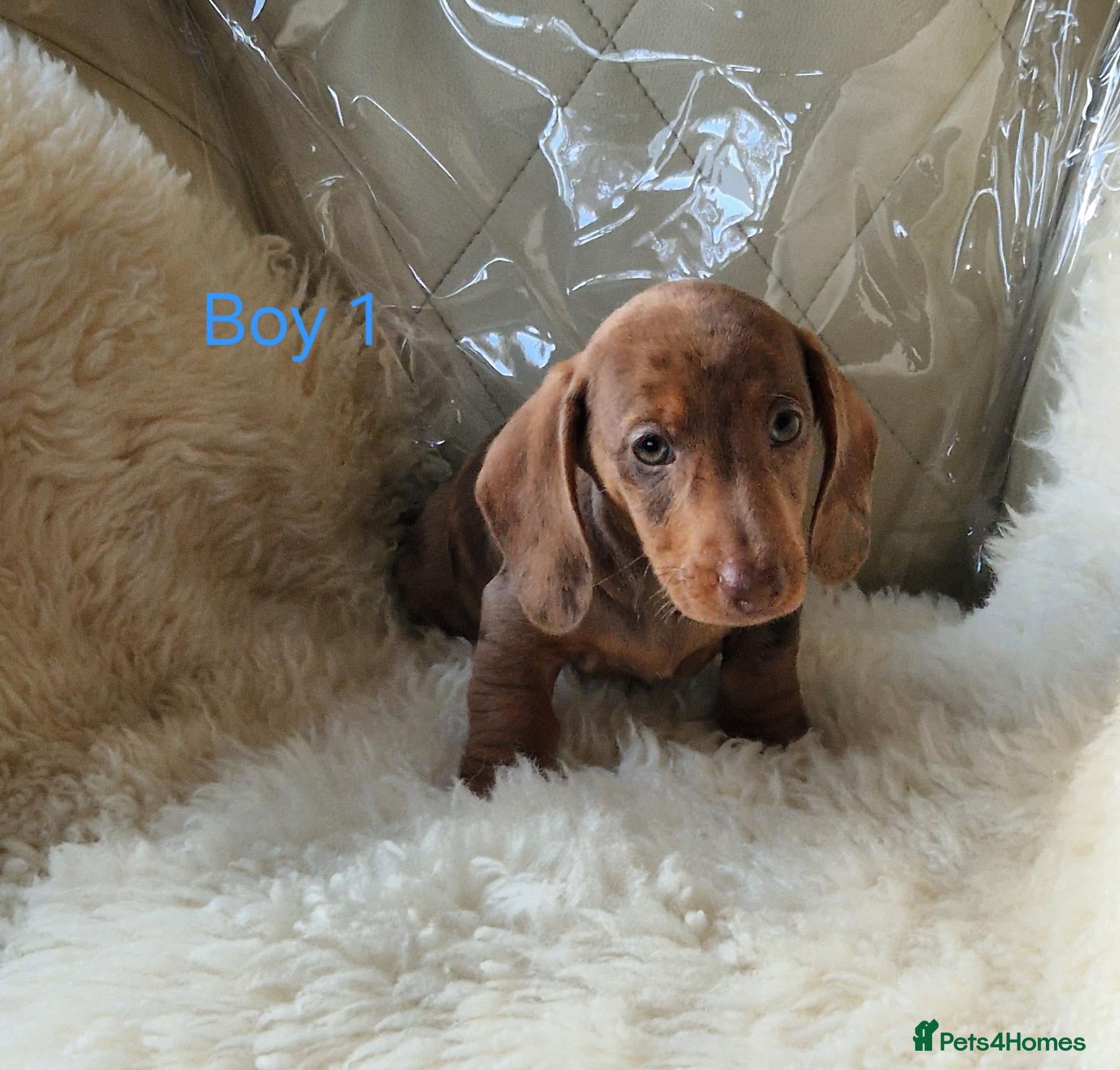 Miniature Dachshund dogs 🐕🐕6 adorable miniature dashund puppies 🐕🐕 - Advert 2