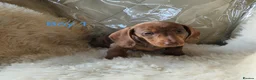 Miniature Dachshund dogs for sale: 🐕🐕6 adorable miniature dashund puppies 🐕🐕 - Advert 2