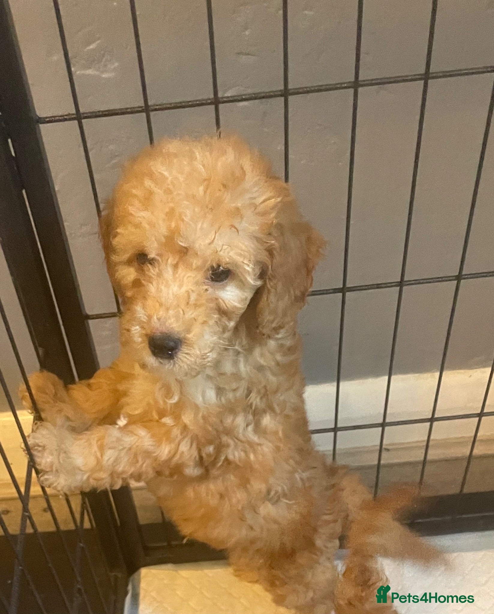 Cockapoo dogs Beautiful F1 cockapoos - Advert 2