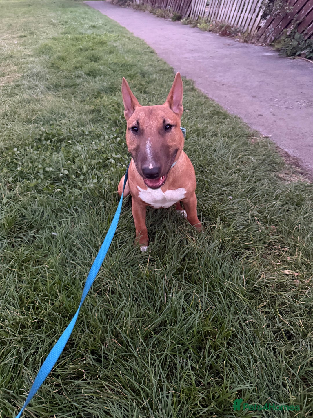 Miniature Bull terrier dogs for sale: Minuter English bull terrier  - Image 6