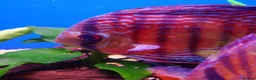 Other/Mixed Breed fish for sale: Full Aquatic Stocklist Manchester Pet's & Aquatics - Advert 3