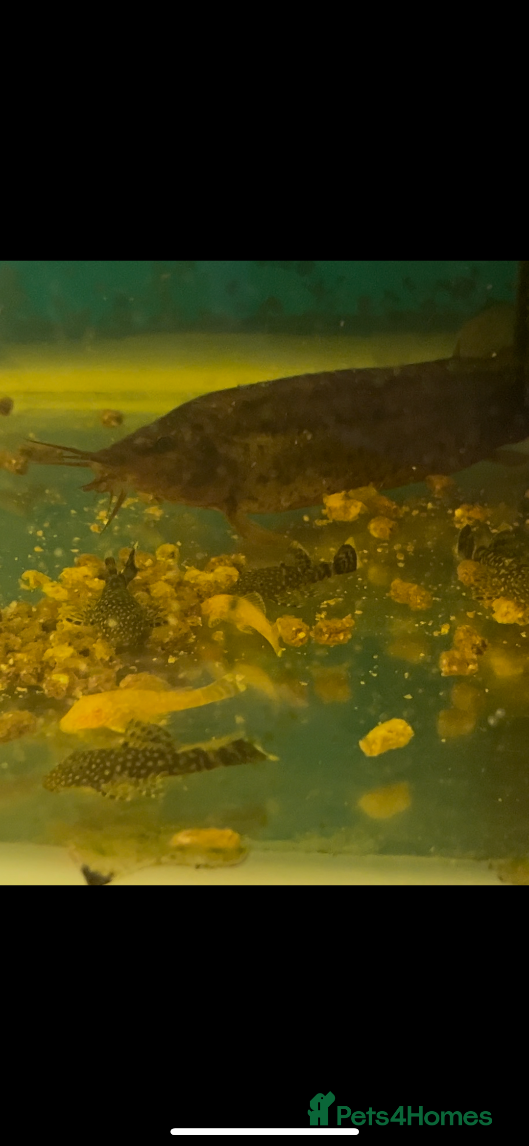 Live Bearers fish for sale: Mixed fish - Image 7
