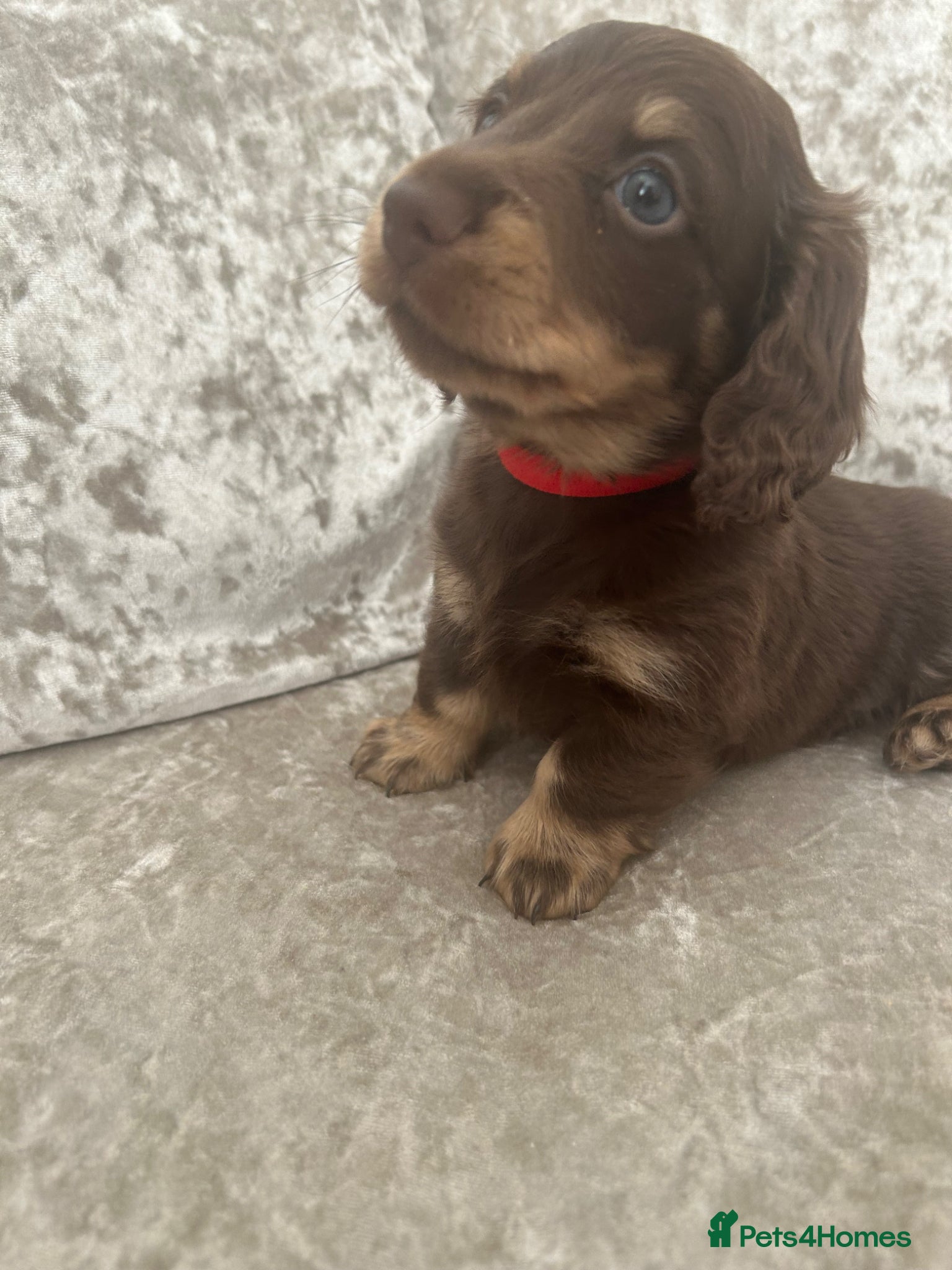Miniature Dachshund dogs Long hair miniature dachshund puppies  - Advert 1